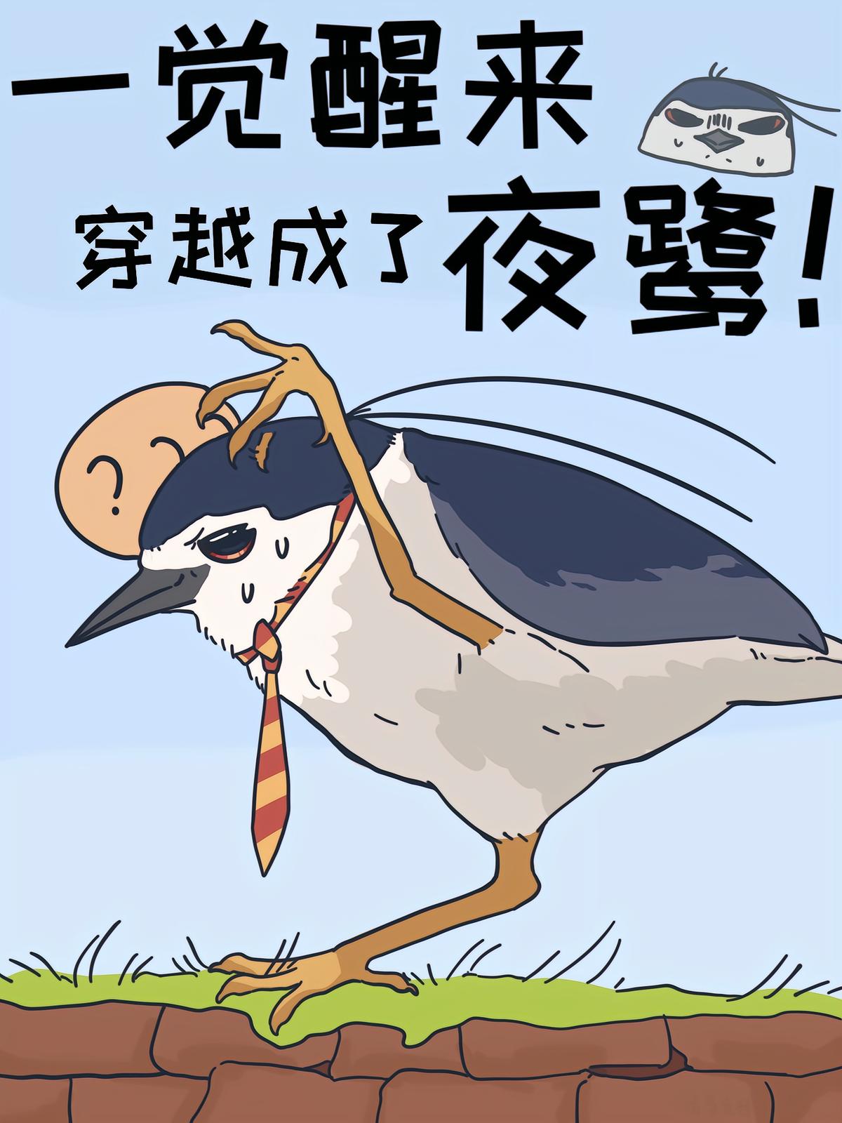 一覺醒來，穿越成了夜鷺